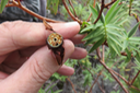 Carpelles du fruit de Hypericum lanceolatum angustifolium - Fleur jaune des hauts -  Hypericaceae - endémique de La Réunion