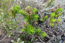 Faujasia pinifolia - Asteraceae