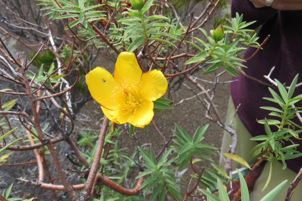 Fleur de Hypericum lanceolatum angustifolium - Fleur jaune des hauts -  Hypericaceae - endémique de La Réunion