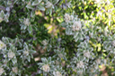 ??? Inflorescences de Phylica nitida -  Ambaville bâtard - Rhamnaceae - B M