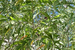 Acacia auriculiformis. fabaceae.potentiellement envahissante .P1032733