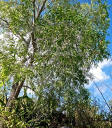 Acacia auriculiformis.fabaceae.potentiellement envahissante.