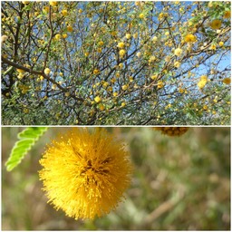 Acacia farnesiana - Pompon jaune - FABACEAE -  Amérique tropicale, EE