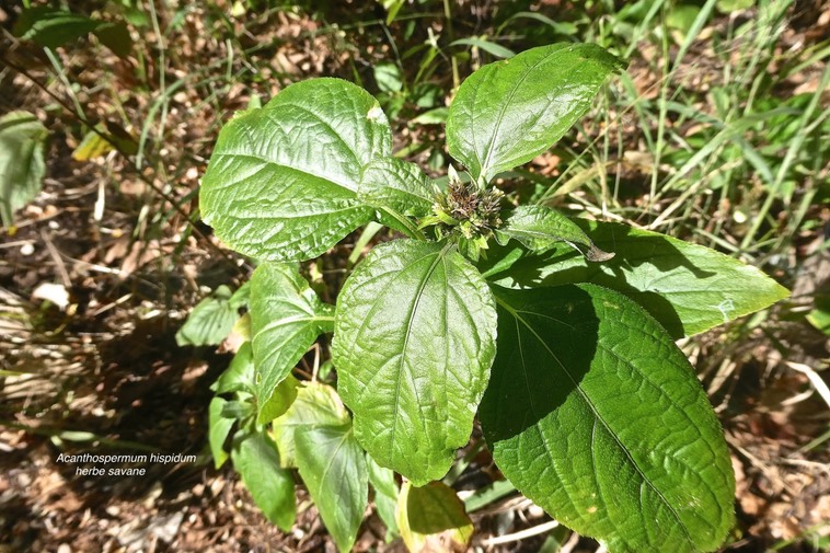 Acanthospermum hispidum. acanthosperme hérissée.herbe savane.asteraceae.espèce envahissante.P1032873
