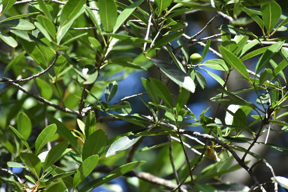 Cassine orientalis - Bois rouge - CELASTRACEAE - Endémique des Mascareignes