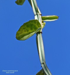 Cissus quadrangularis.liane carrée.vitaceae.indigène Réunion.P1032658
