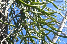 Cissus quadrangularis.liane carrée.vitaceae.indigène Réunion.P1032655