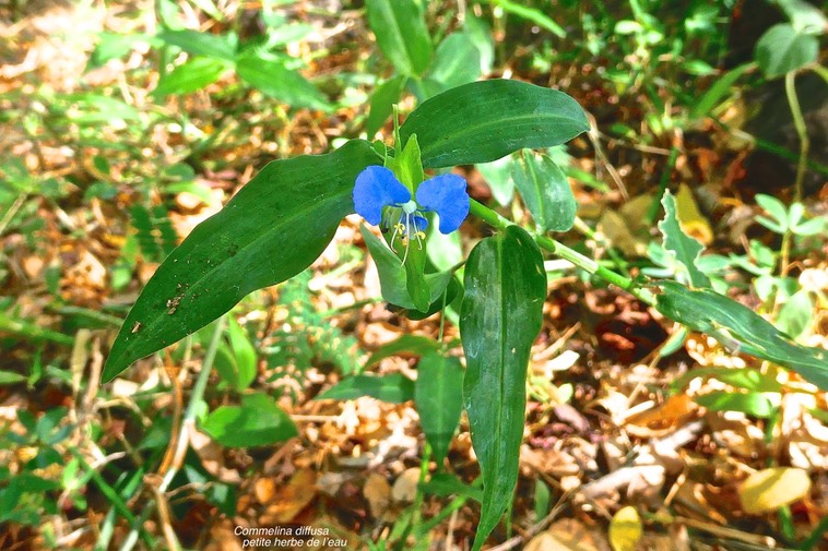 Commelina diffusa.petite herbe de l'eau.commelinaceae.espèce adventice à la Réunion.P1032708