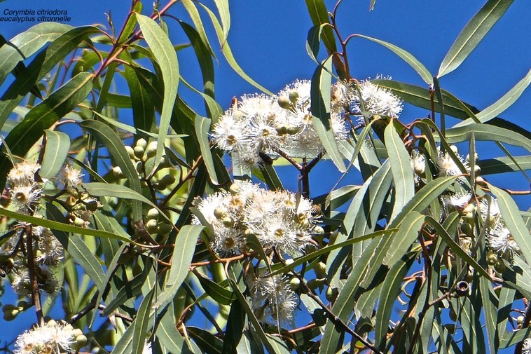 Corymbia citriodora.eucalyptus citronnelle.myrtaceae.P1032609