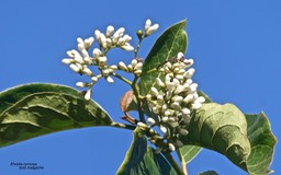 Ehretia cymosa .bois malgache.(inflorescence en cyme )boraginaceae.potentiellement envahissante .P1032546