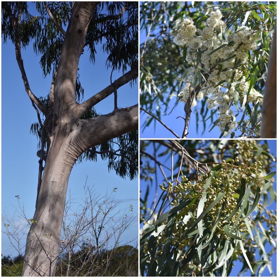 Eucalyptus tereticornis Sm - MYRTACEAE - Est Australie