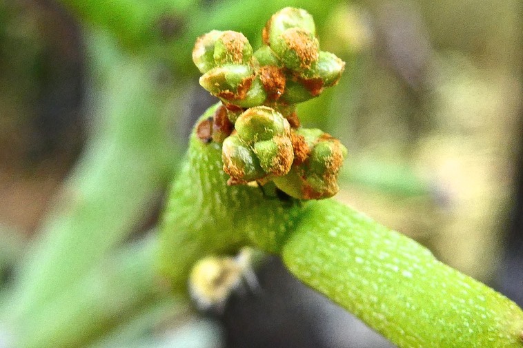 Euphorbia tirucalli ? euphorbiaceae. P1032750