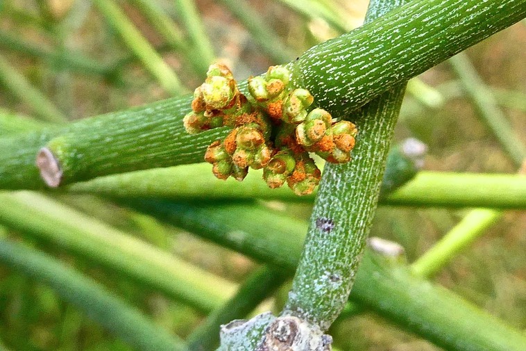 Euphorbia tirucalli ? euphorbiaceae.P1032758