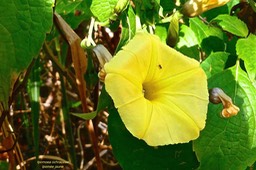 Ipomoea ochracea ;ipomée jaune.convolvulaceae.espèce envahissante.P1032860