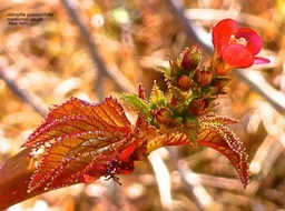 Jatropha gossypiifolia.faux ricin.medicinier rouge.euphorbiaceae.espèce envahissante.P1032528
