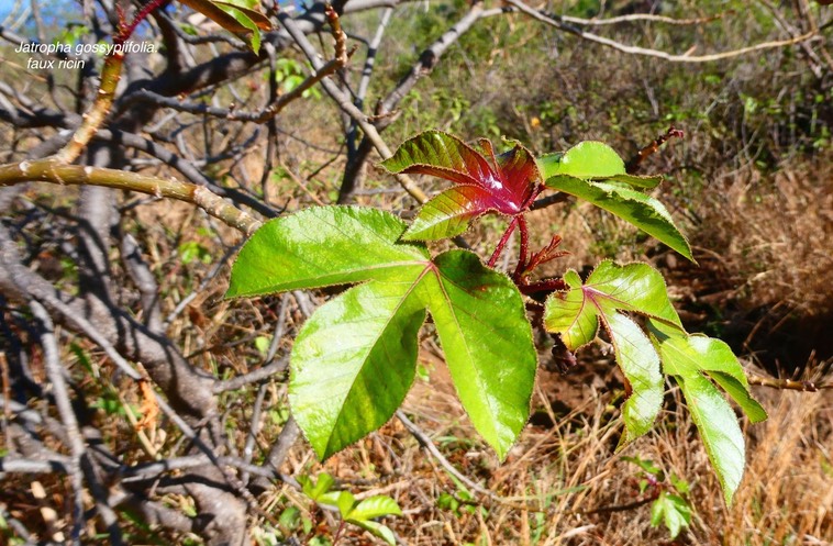 Jatropha gossypiifolia.faux ricin.médicinier rouge.euphorbiaceae.espèce envahissante.P1032520