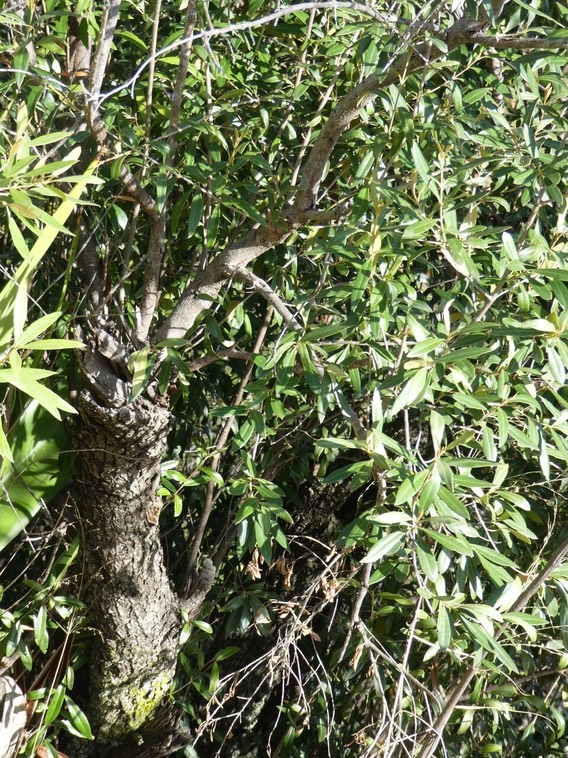 Olea europaea L - Bois d'olive noir - OLEACEAE - Indigène Réunion