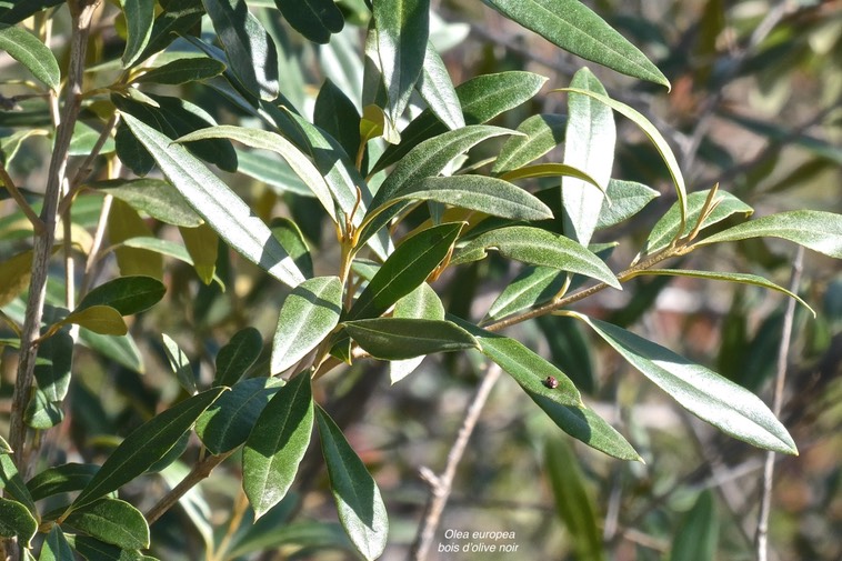 Olea europea.bois d'olive noir.oleaceae.indigène Réunion.P1032916