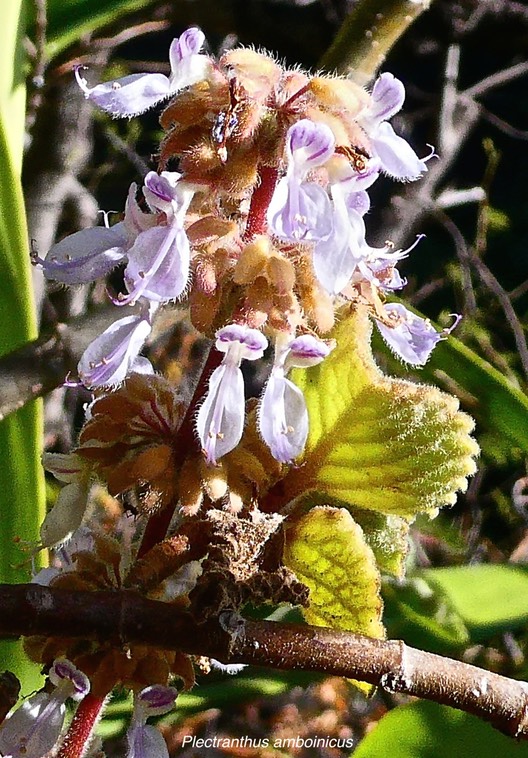 Plectranthus amboinicus.gros thym.menthe mexicaine. lamiaceae.espèce envahissante.P1032515