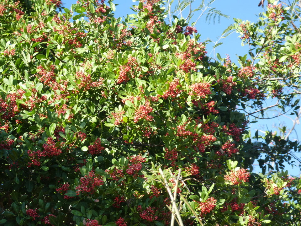 Schinus terebinthifolia - Baie rose, Encens - ANACARDIACEAE - Amérique du sud, EE