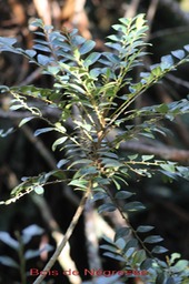 Bois de Négresse- Phyllantus phyllireifolius - Phyllanthacée - B