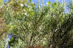 Branle filao- Erica arborescens- Ericacée - B