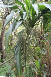 Cordyline mauritiana avec fruits