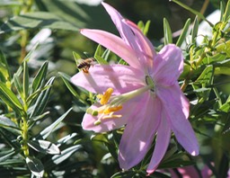 Fleur de Passiflora mollissima