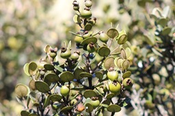 Fruits du Bois de nèfles-Eugenia buxifolia-Myrtacée-B