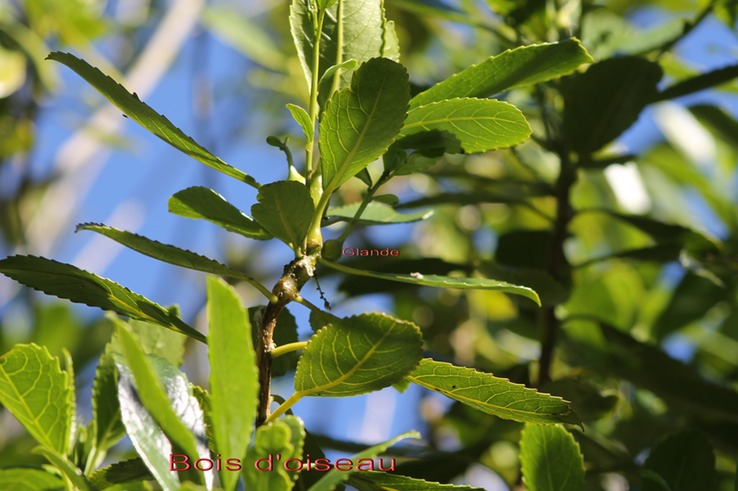 Grand Bois d'oiseau- Claoxylon glandulosum- Euphorbiacée-B