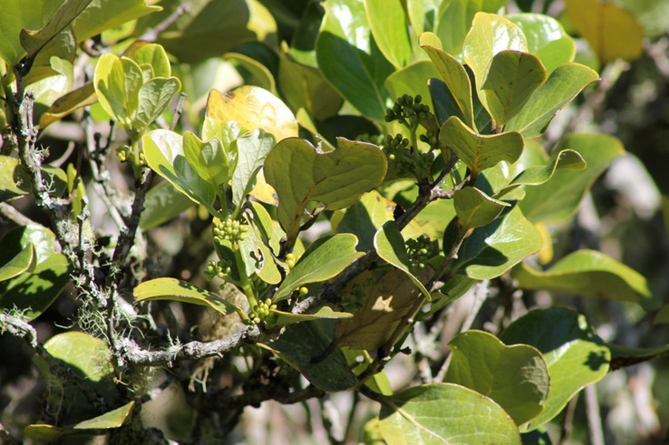 Mapou- Monimia rotundifolia- Monimiacée- B