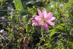 Passiflora mollissima-exo