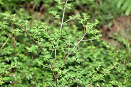 Persil marron- Pilea urticifolia-B