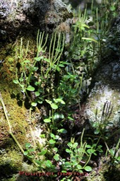 Pourpier marron- Peperomia tetraphylla- Pipéracée-I