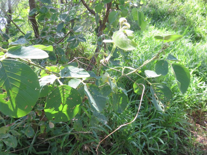 12-Dendrolobium umbellatum (L.) Benth - Bois malgache - Fabaceae