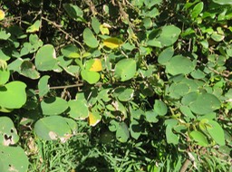 14-Dendrolobium umbellatum (L.) Benth - Bois malgache - Fabaceae