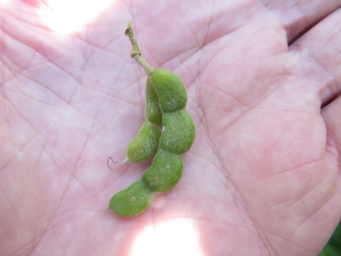 15-Gousse de Dendrolobium umbellatum (L.) Benth - Bois malgache - Fabaceae