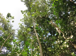 21-Tronc de Erythrina variegata- Nourouc ou Pignon d'Inde de l'Inde- Fabacée- exo