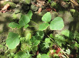 23-Erythrina variegata- Nourouc ou Pignon d'Inde de l'Inde- Fabacée- exo