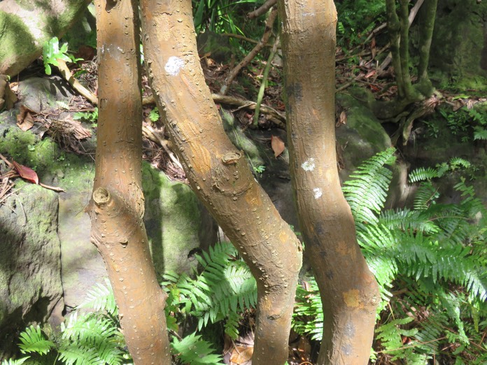 24-Erythrina variegata- Nourouc ou Pignon d'Inde de l'Inde- Fabacée- exo