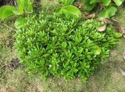 31-Lysimachia mauritiana - Lysimaque - Primulaceae - indigène