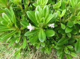 32-Fleur de Lysimachia mauritiana - Lysimaque - Primulaceae - indigène