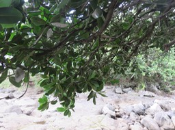 36-Mimusops  coriacea - Pomme d'accot - Sapotaceae - Origine : Madagascar