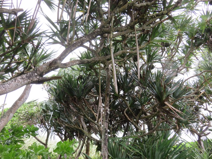 37-"Racines" échasses partant des branches d'un Pandanus utilis Bory. - Vacoa - Pandanaceae - Origine : Incertaine