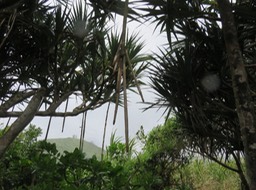 38-"Racines" échasses partant des branches d'un Pandanus utilis Bory. - Vacoa - Pandanaceae - Origine : Incertaine