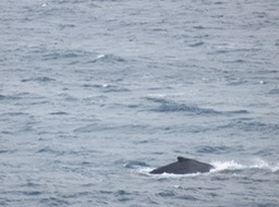 43-Baleine à bosse