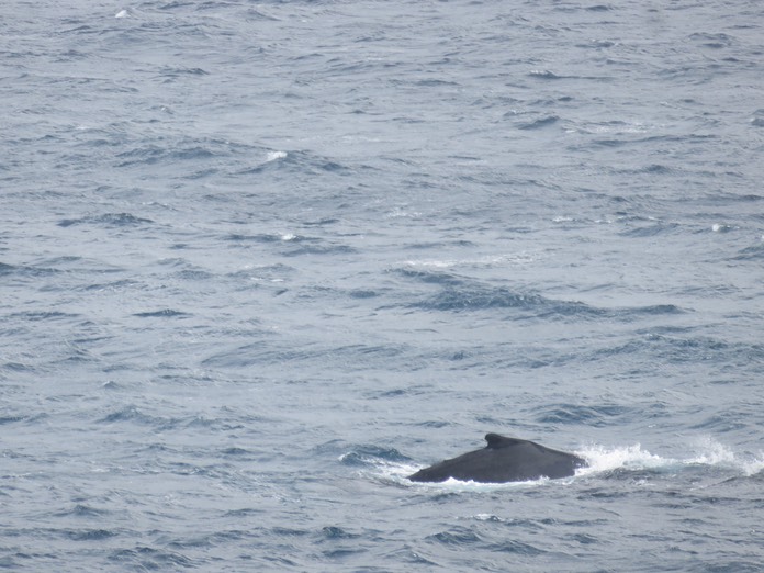 43-Baleine à bosse