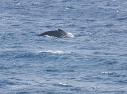 44-Baleine à bosse
