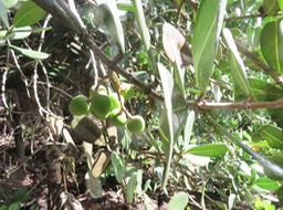 9-Noronhia emarginata - Takamaka de Mada, doucette - Oleaceae