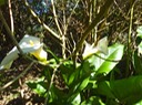 Arums 3 Zantedeschia aethiopica Exotique envahissante